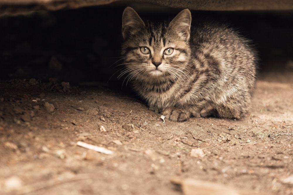 Photograph by Алексей Сулла