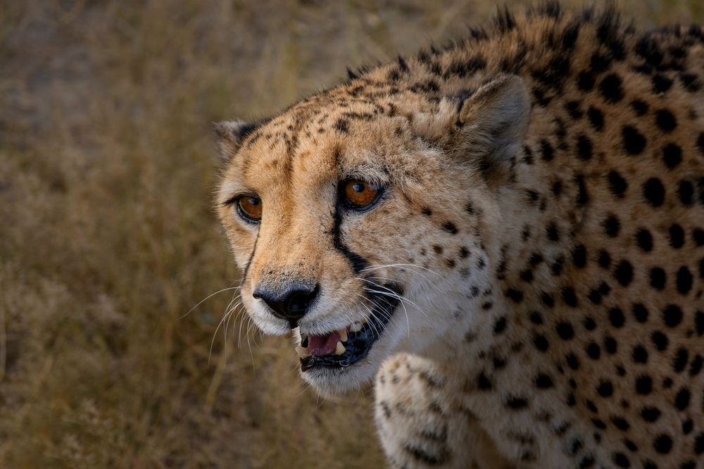 Гепард на охоте