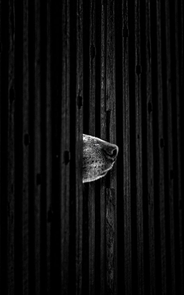 Photograph by Junior Imigrante