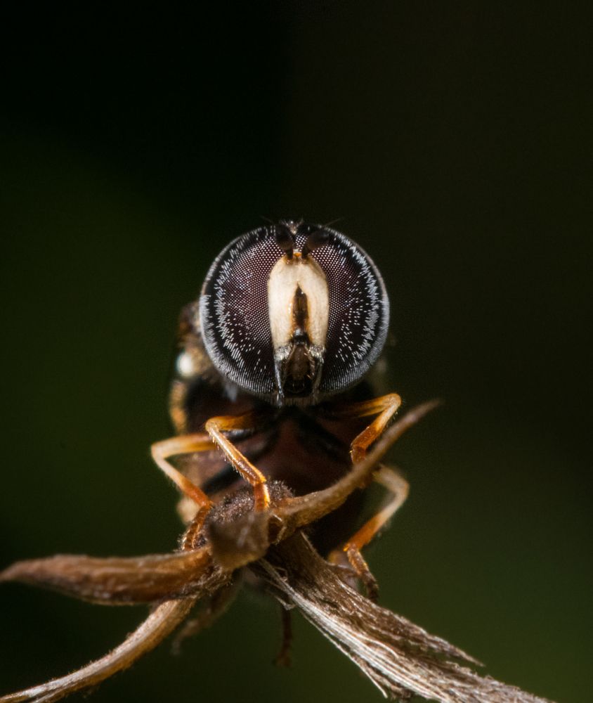 Hoverfly