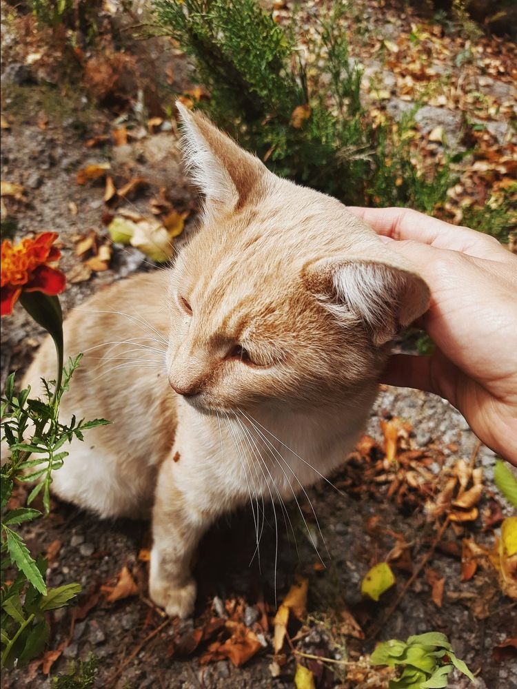 Рыжик в бархатцах