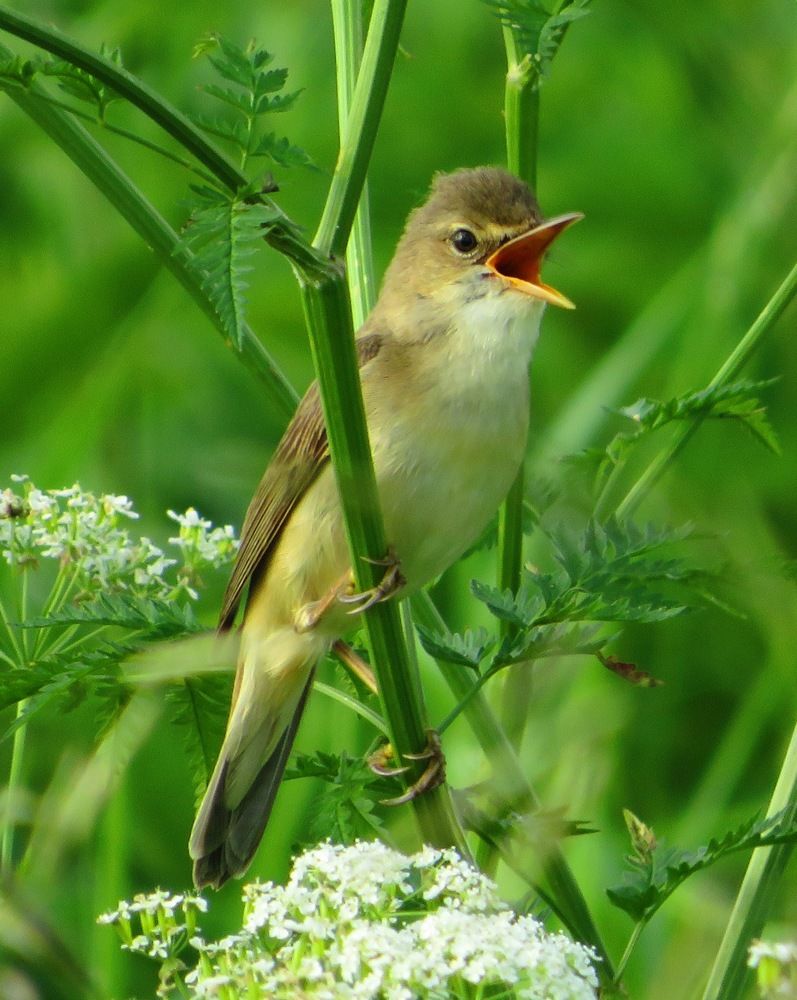 На полную громкость!