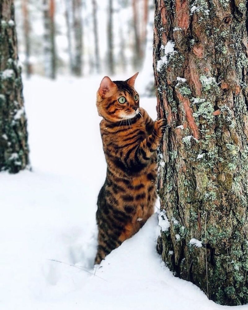 Фотография автора Юрий Тихонов