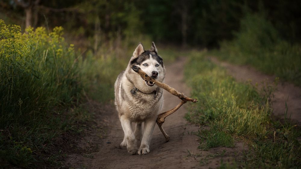 Photograph by Элина Кравец
