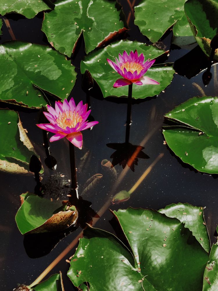 Be like lotus