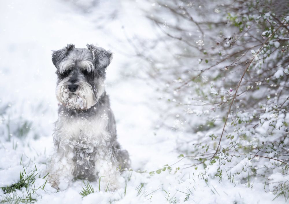 Photograph by Izabela Kijak