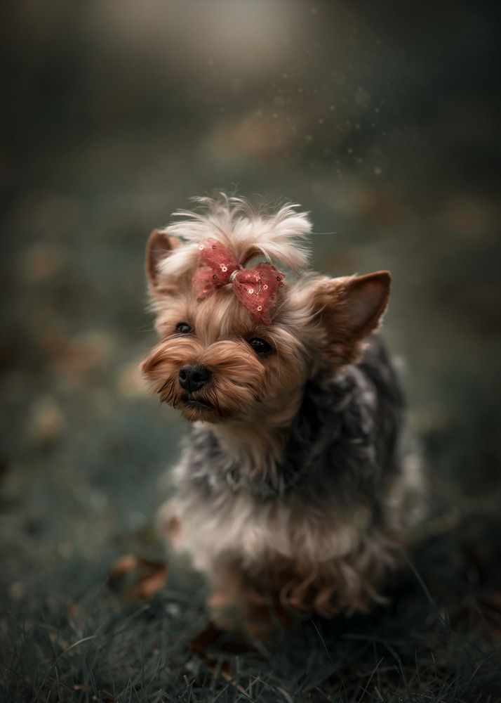 Photograph by Izabela Kijak