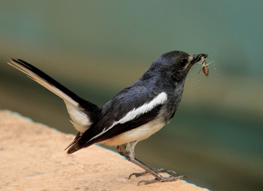 Photograph by Sunil Agadi