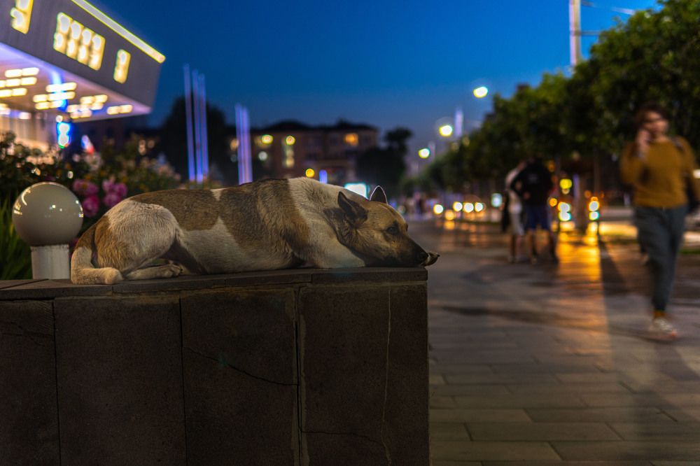 Photograph by Игорь Пекарский