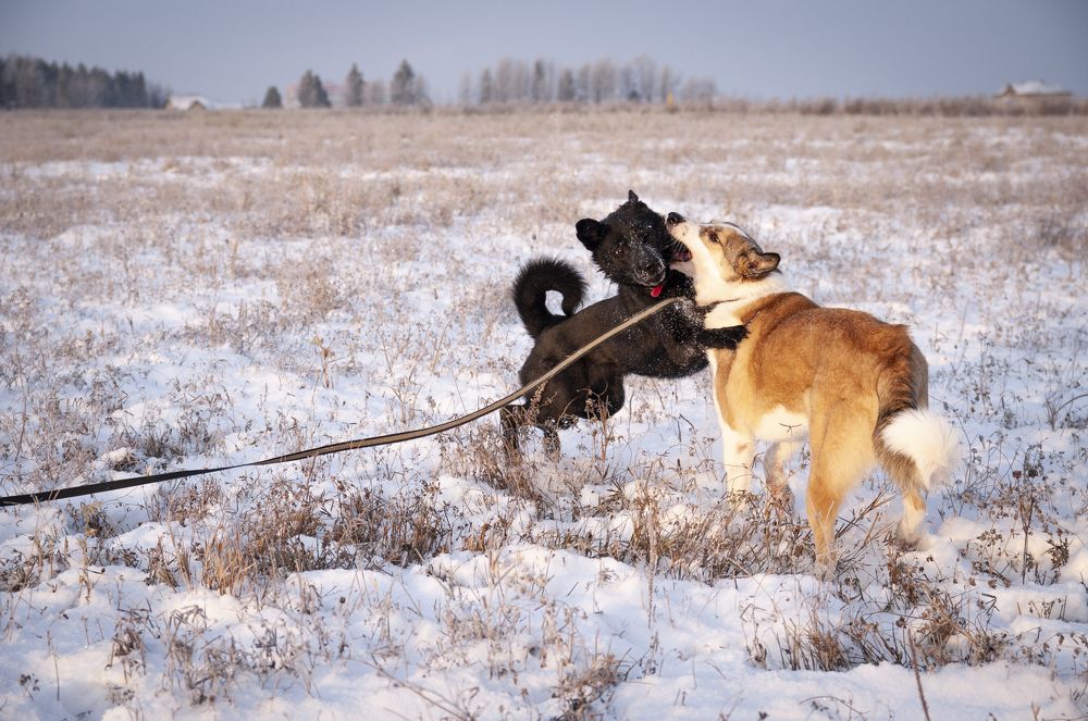 Photograph by Андрей Малыгин