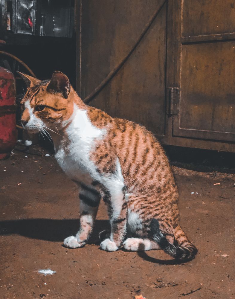 Badass cat.