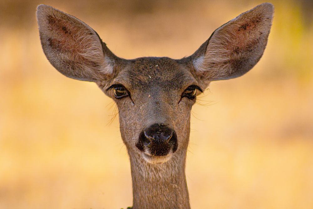 Photograph by Rehana Parveen