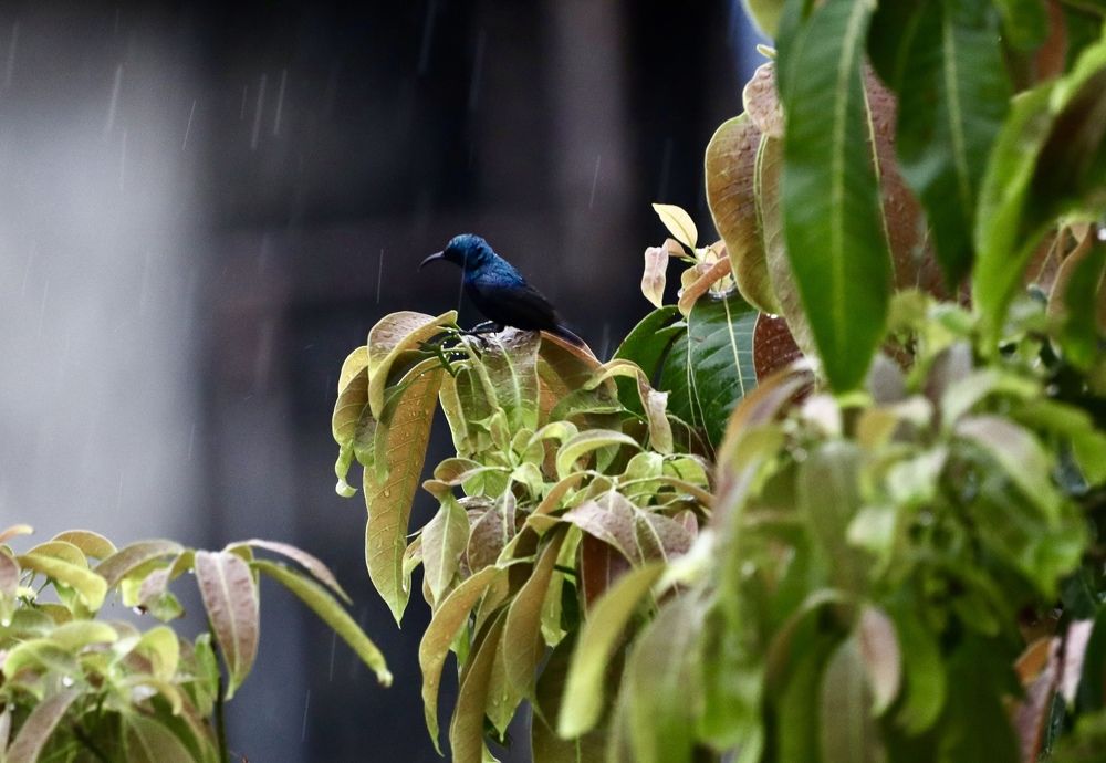 Photograph by Dr.Kaustav Bhowmik