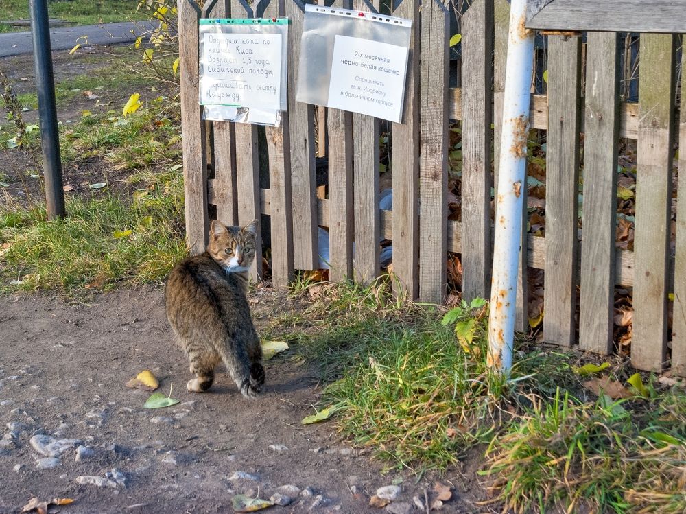 Отдадим кота