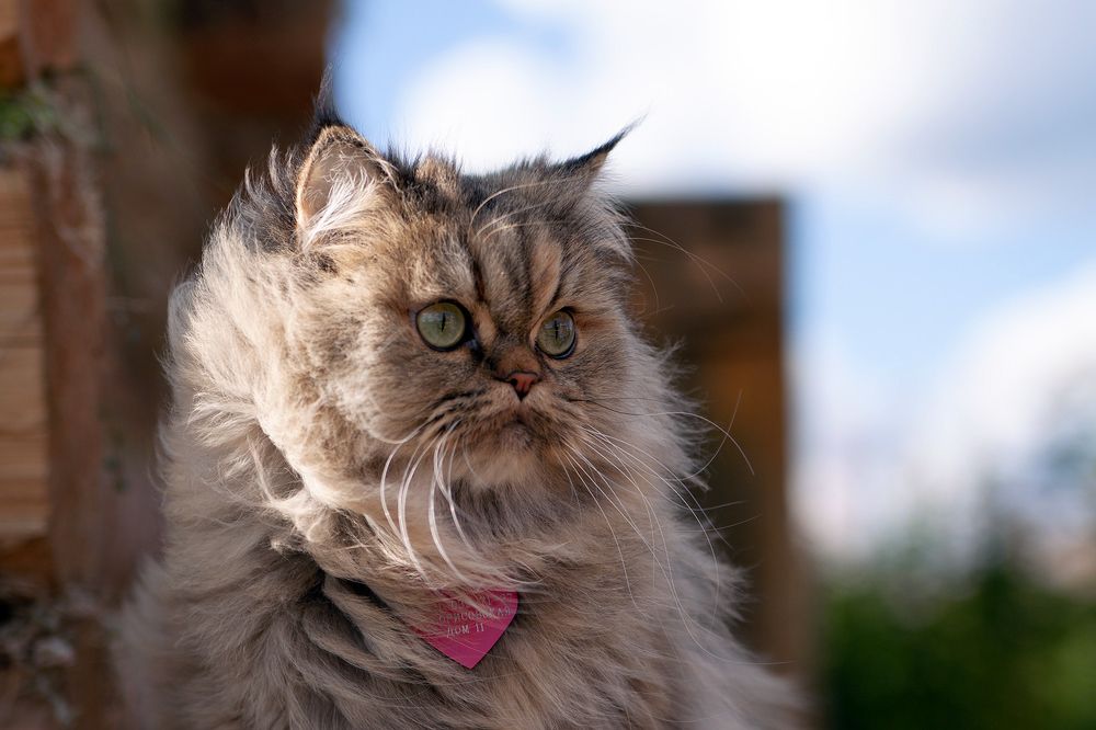 Фотография автора Андрей Русских