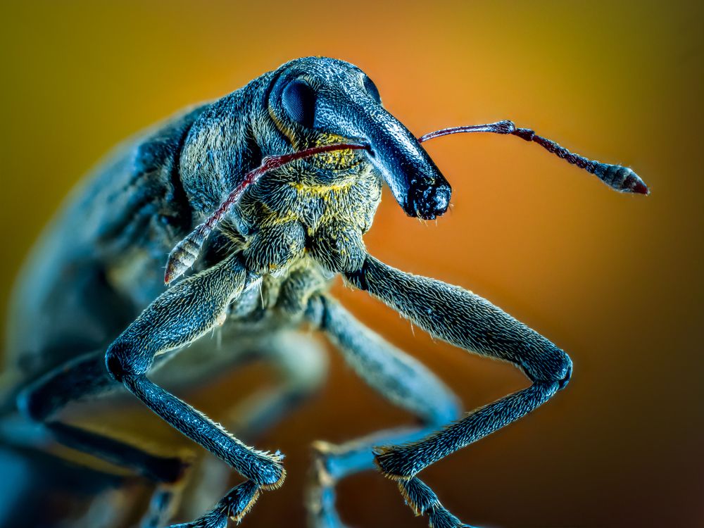 Голубой слоник