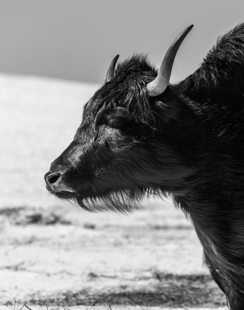 Photograph by Sergey Lexin