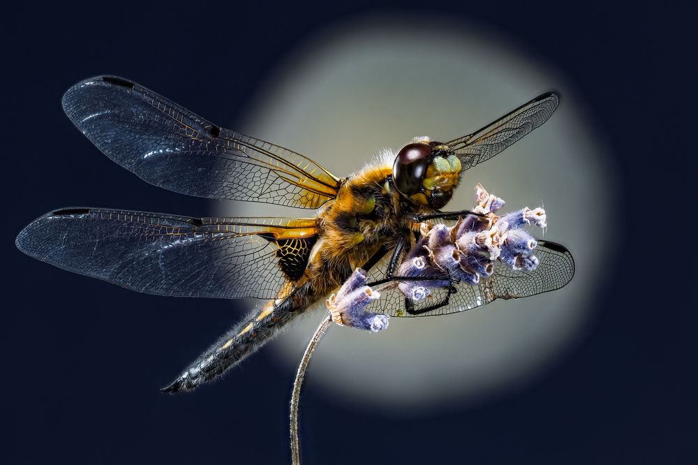 В вечернем блеске