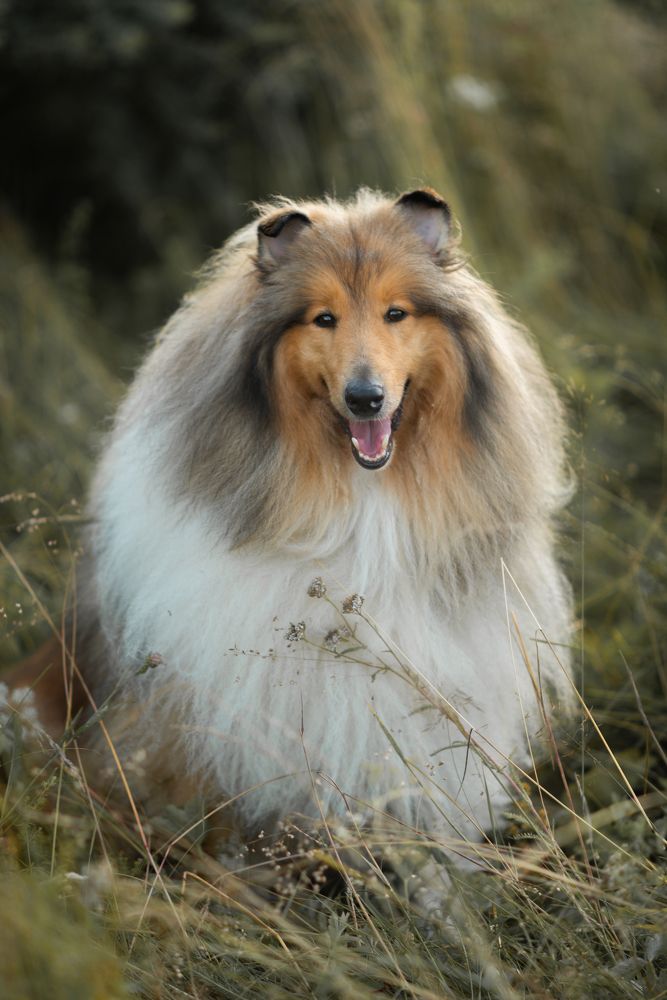 Дункан - хранитель леса