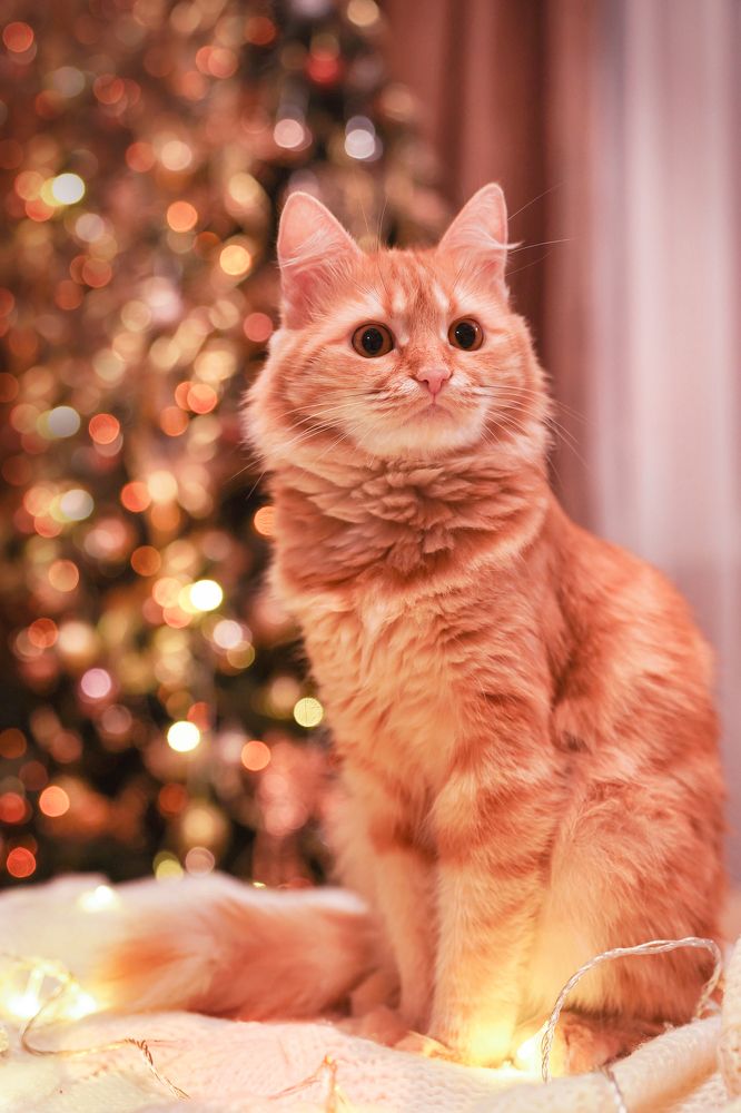 Photograph by Анжелика Веретенникова