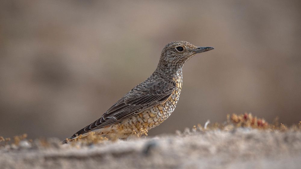 Rufous-tailed Rock-Thrush (Female)