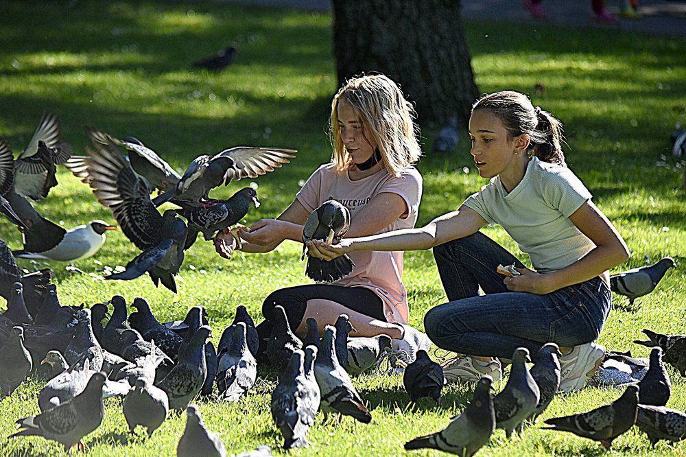 Дети и голуби... / Kids and pigeons...
