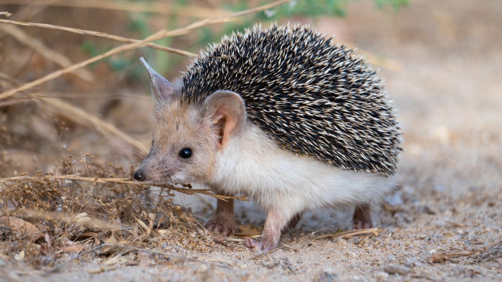 Hedgehog