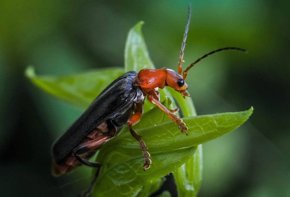 Photograph by Олеся zme