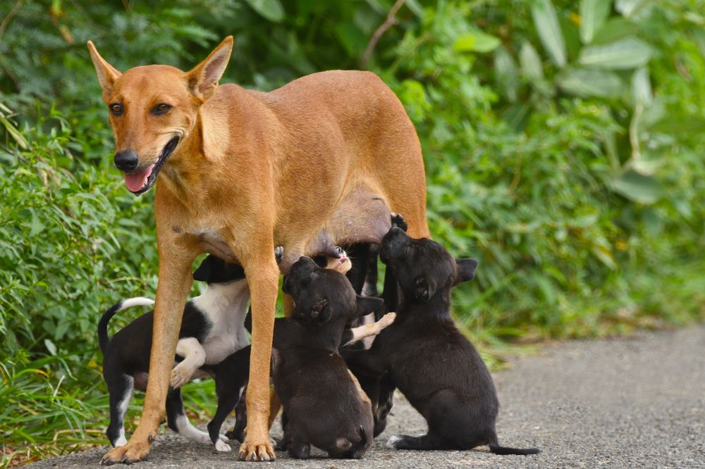 Photograph by Sarathlal Sasidharan