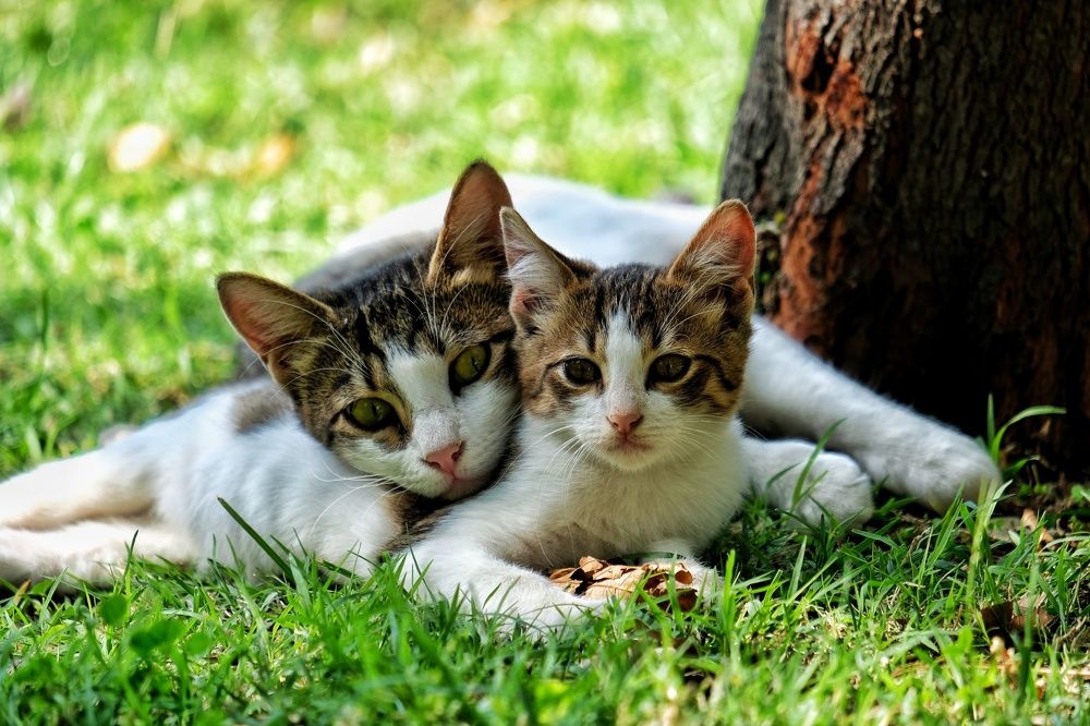 Photograph by Ali Kamil Seren