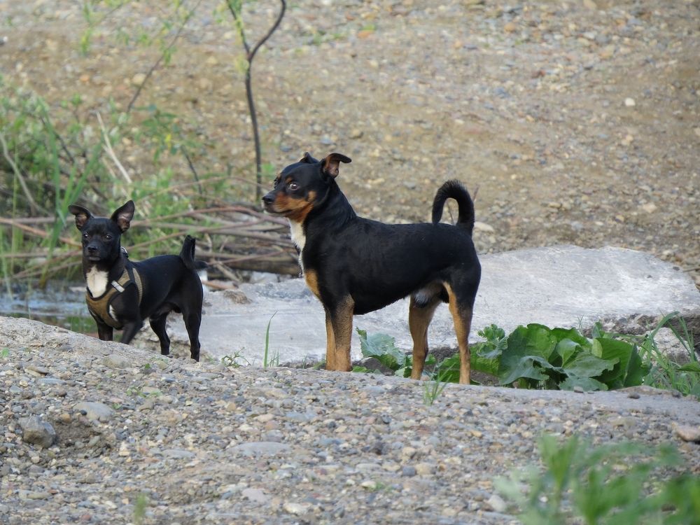 Четвероногие друзья