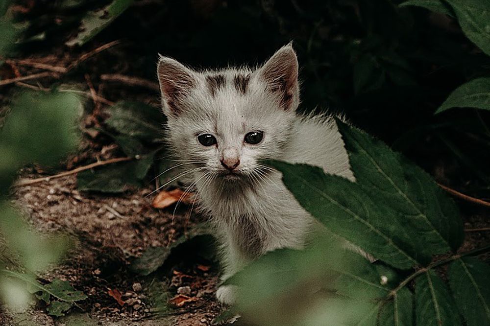 Photograph by Екатерина Ходус