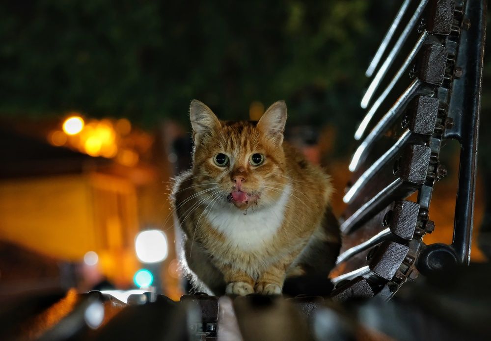 Photograph by Ali Kamil Seren