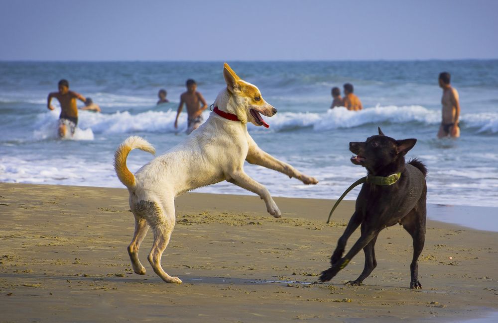 Photograph by Sarathlal Sasidharan