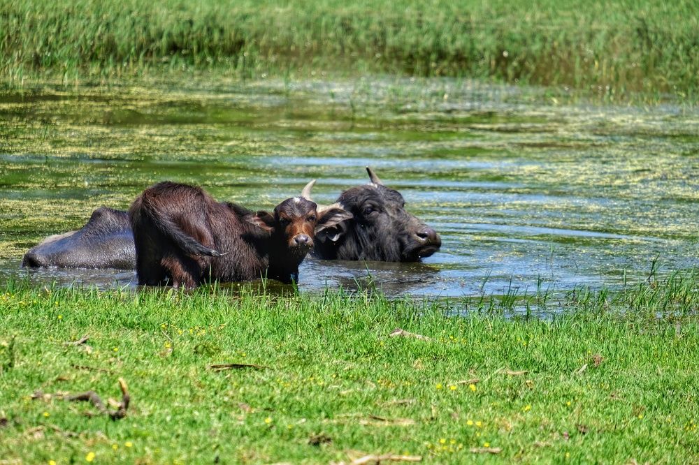 Photograph by Ali Kamil Seren