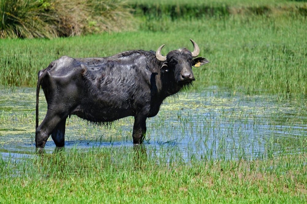 Photograph by Ali Kamil Seren