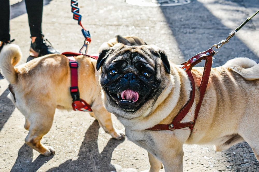 Фотография автора Jesse Cavalcante