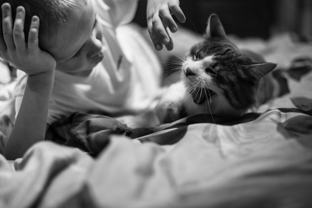 Пушистый друг