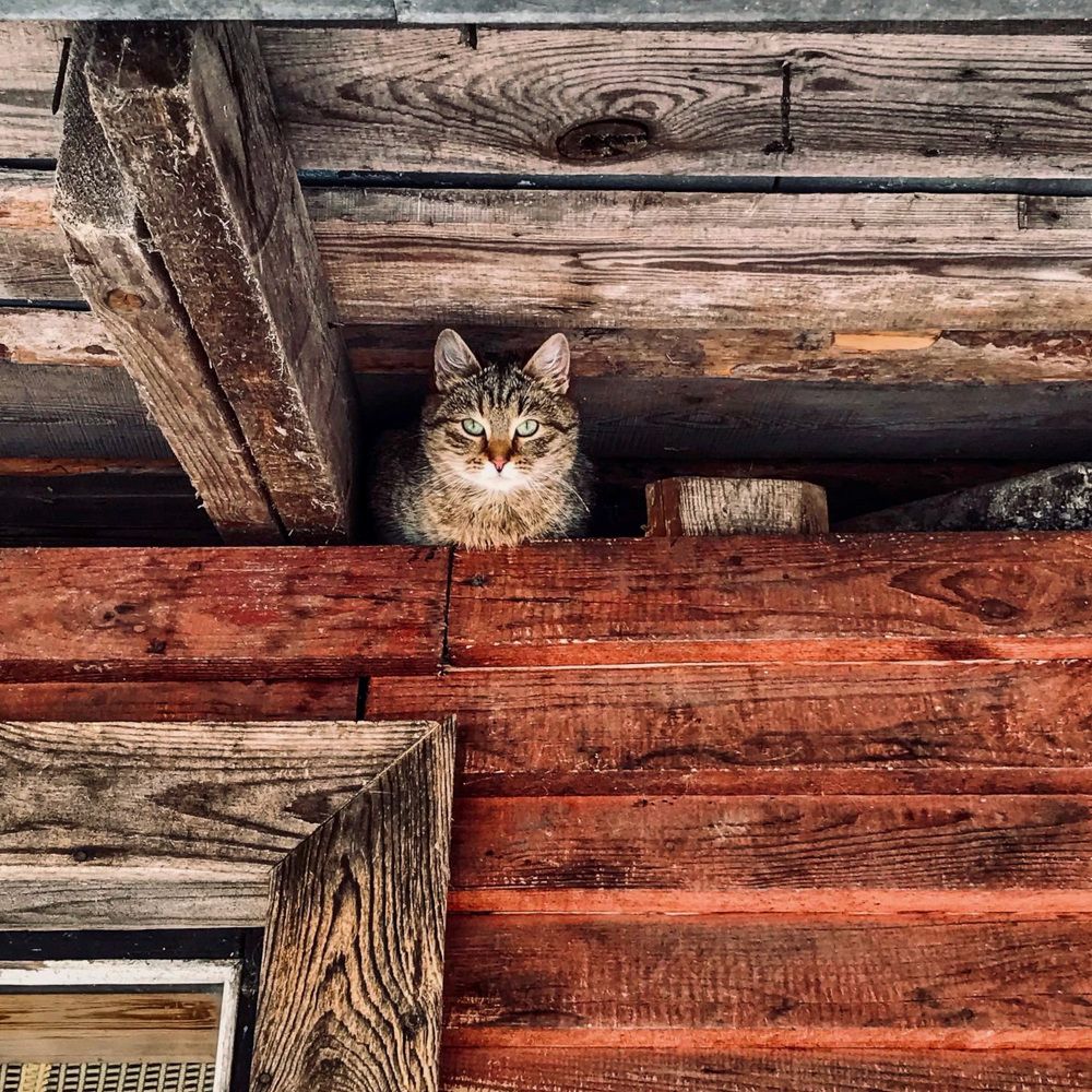 Фотография автора Юрий Тихонов