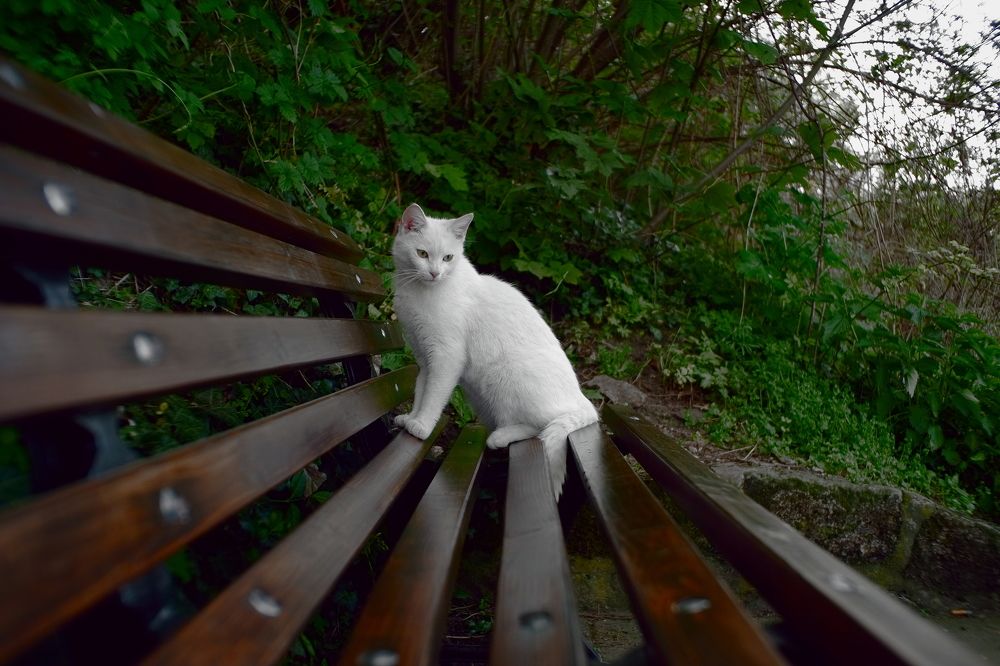 Фотография автора Владимир Кетов