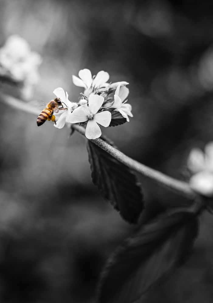 Photograph by Gerson Ricardo Costa Farias