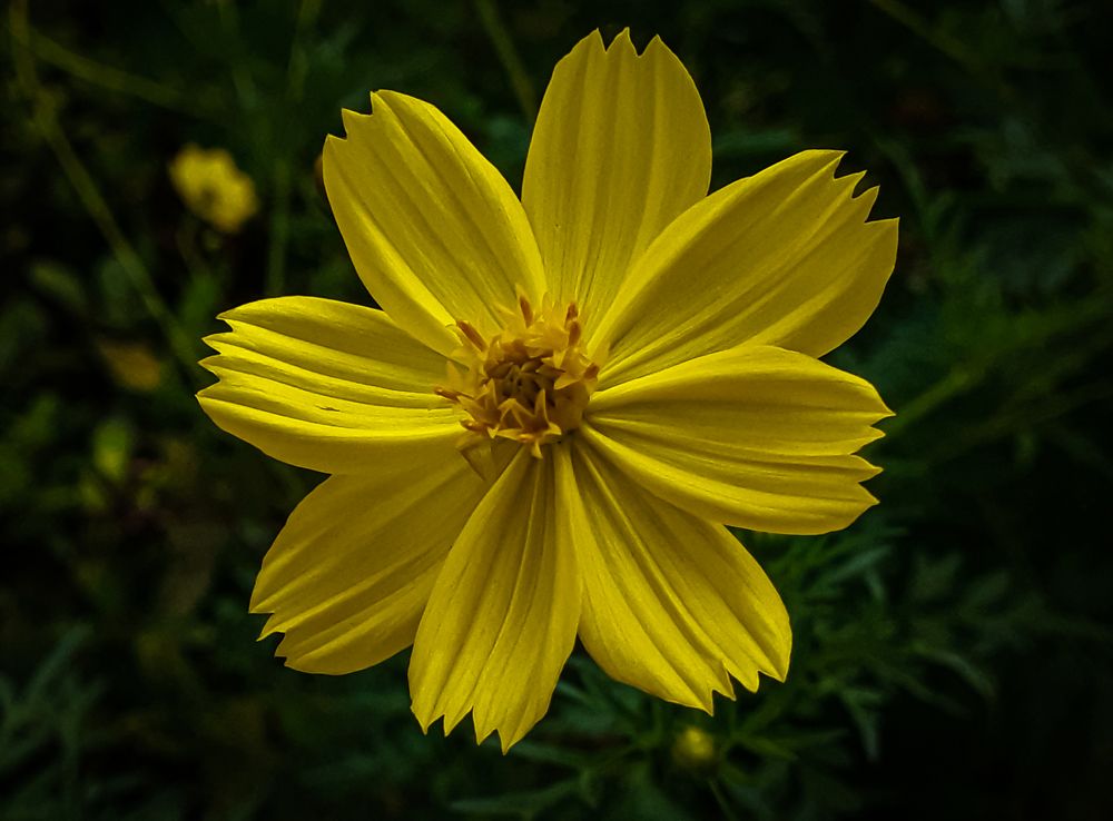 SIMPLICITY IN YELLOW