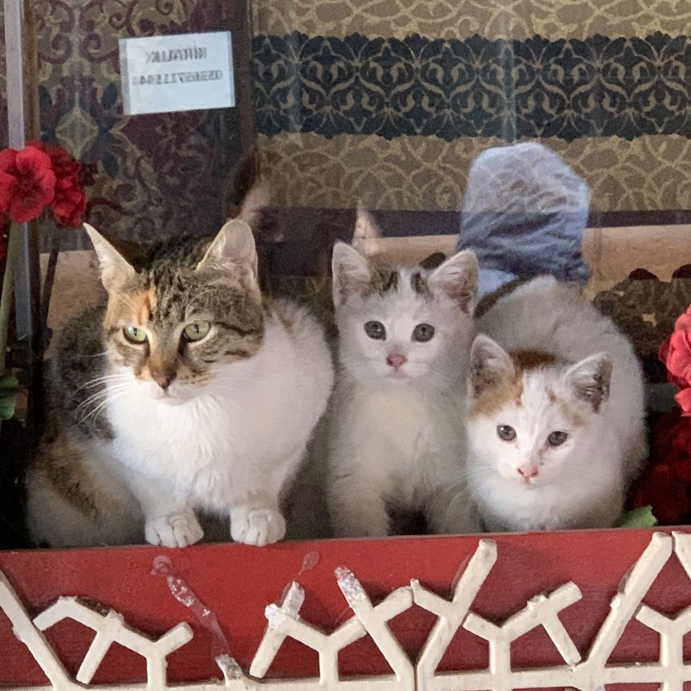 Photograph by Inna Shevchenko