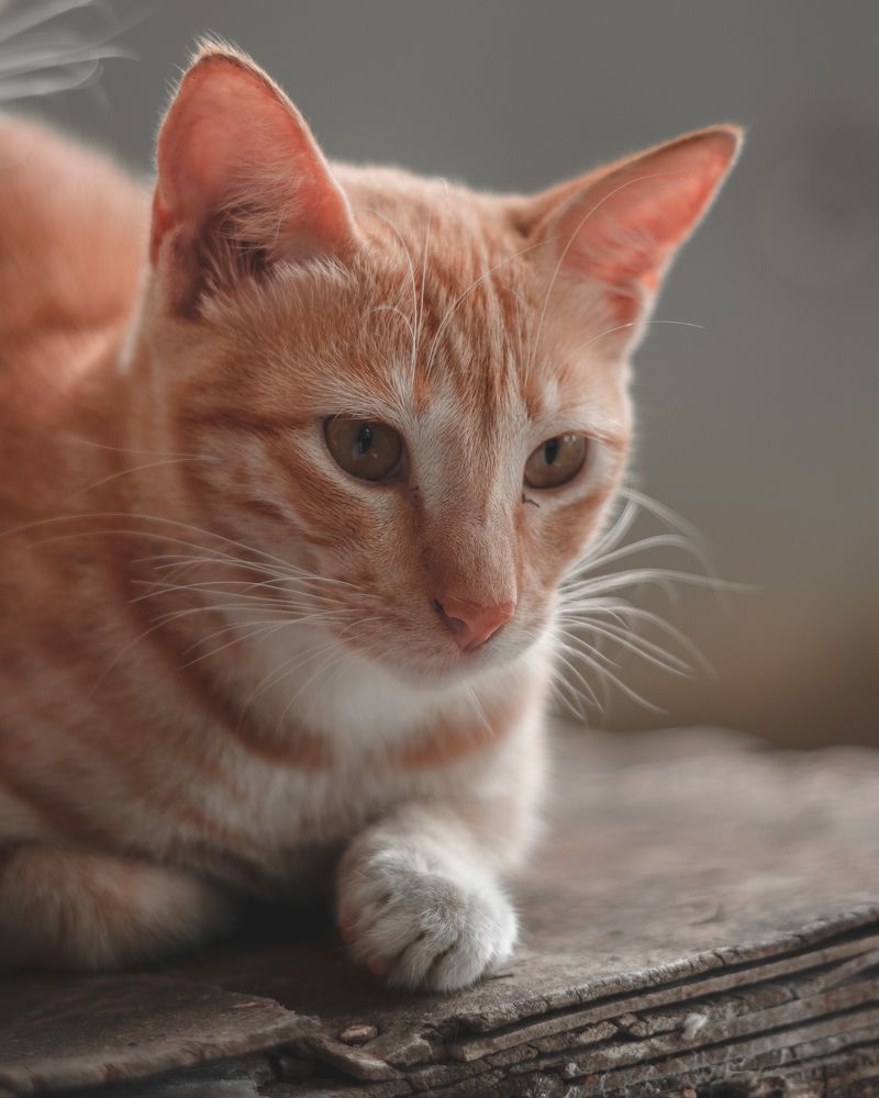 Photograph by Thilina Jayathilaka