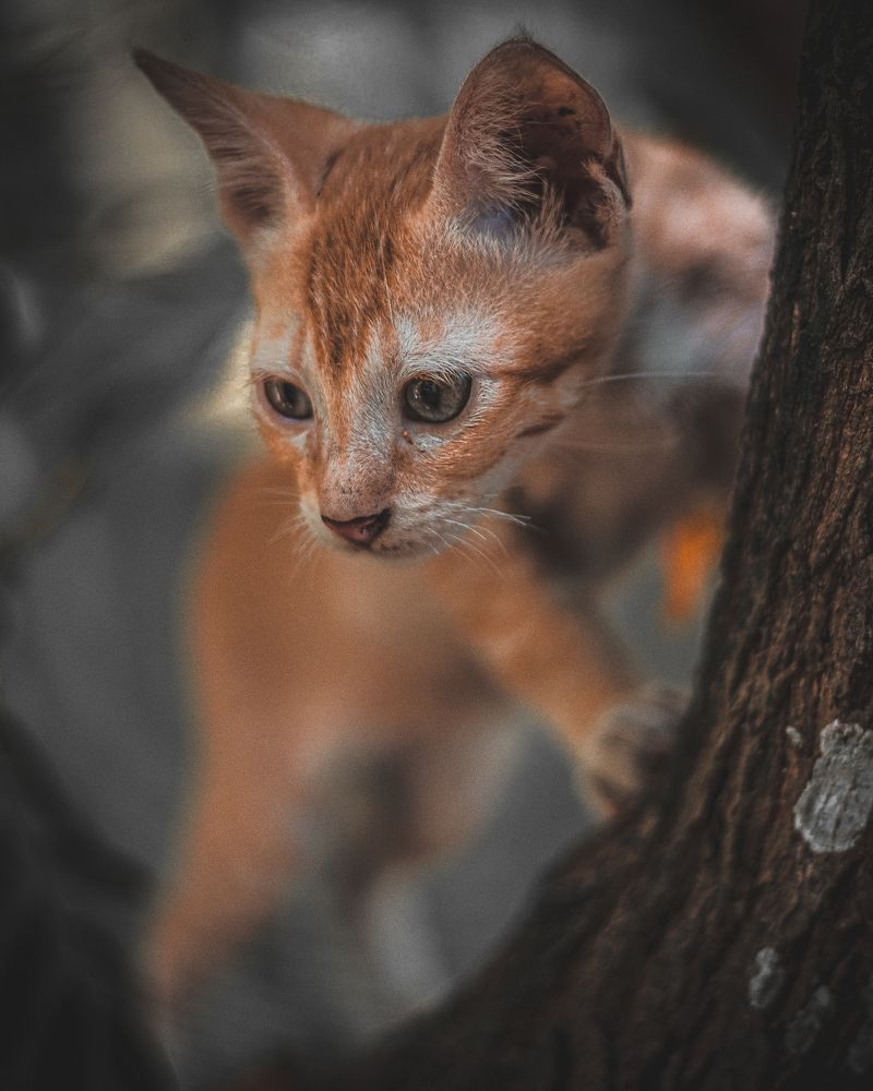 Photograph by Thilina Jayathilaka