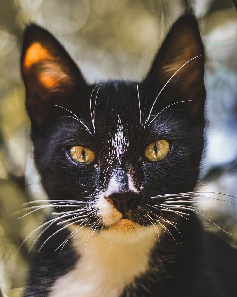 Photograph by Thilina Jayathilaka