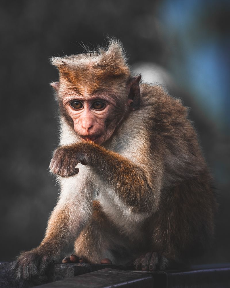 Photograph by Thilina Jayathilaka