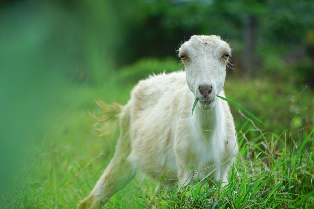 Photograph by Richard Aaron San Lorenzo