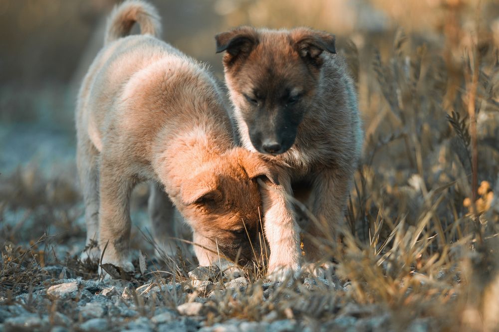 Photograph by Вячеслав Болякин