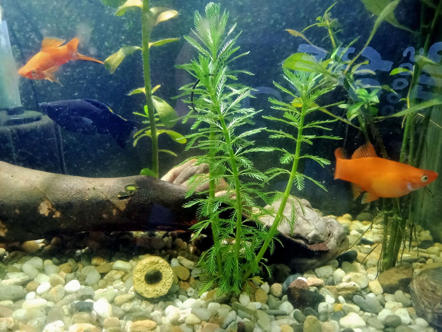 Photo #6207815